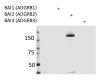 b2_-_pab_specificlty Brain-specific angiogenesis inhibitor proteins