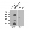 thumb_gpr37l1-3_blot Products