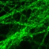 Norepinephrine Transporter-mouse (NET05-1)