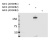 b2_-_pab_specificlty Categories listing