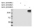 b3_-_pab_specificlty Categories listing