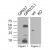 thumb_gpr37l1-3_blot Categories listing