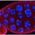Drosophila Argonaute 3
